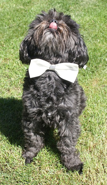 Wedding Dog