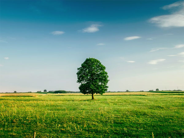 Plant a Tree