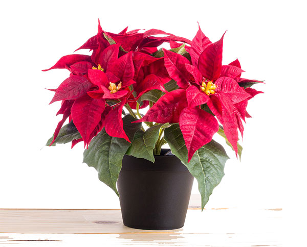 poinsettia